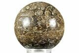 Polished Freshwater Snails (Elimia) In Limestone Sphere - Wyoming #370888-1